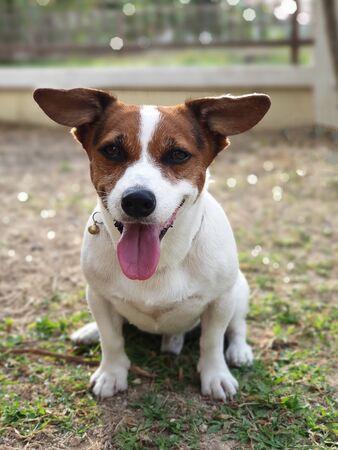 Jack Russell Terrier smile and playing outside on grass.の写真素材