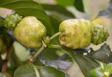 Noni fruit juice and drink can be made for healthの写真素材