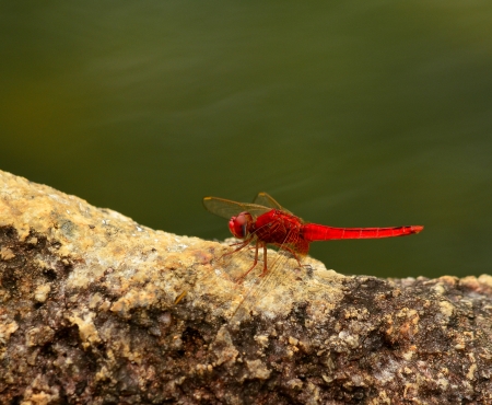A red dragonflyの写真素材