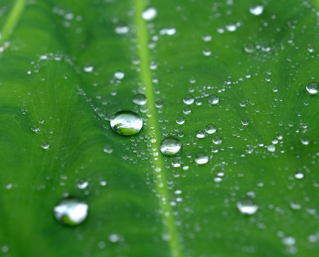 Water drops on green leaf