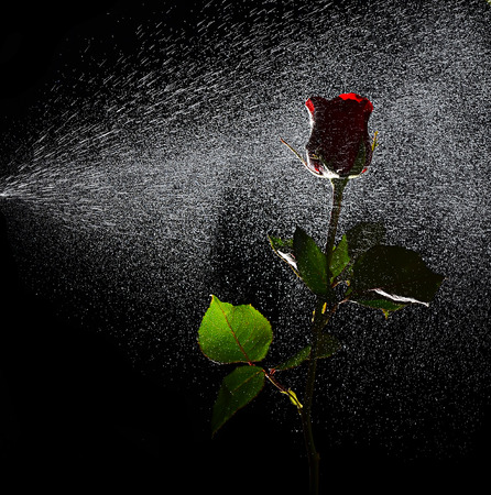 Red rose with spray on black backgroundの写真素材