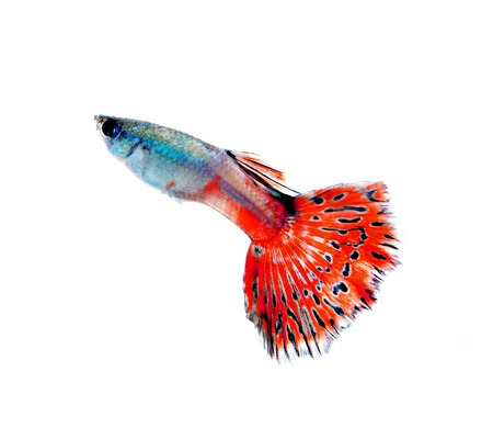 Guppy fish isolated on withe bachgroundの写真素材