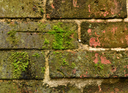 Abstract  mos wall for backgroundの写真素材