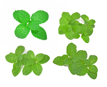 Mint leaves  with white backgroundの写真素材