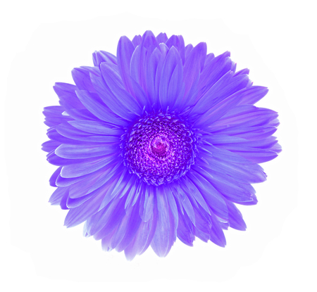 Gerbera flower isolated white backgroundの写真素材