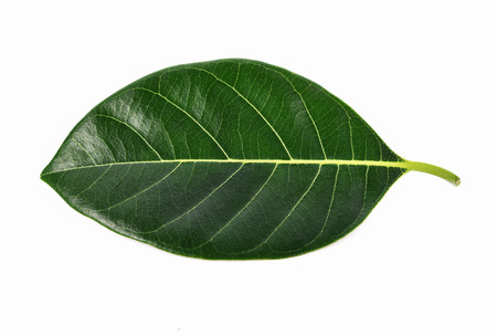 Jackfruit  leaves on white backgroundの写真素材