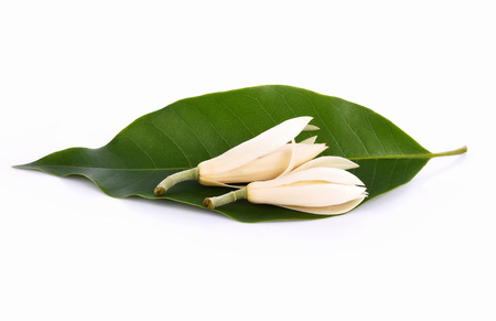 White Champaka on white backgroundの写真素材