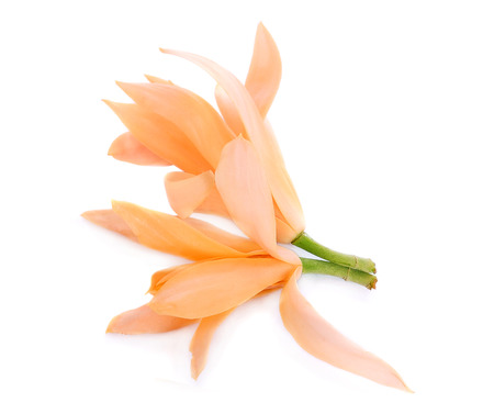 Champak flower on white backgroundの写真素材