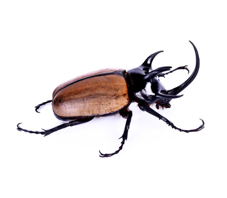 Hercules beetle, Unicorn beetle, Horn beetle on white background