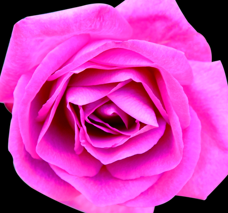 Pink rose flower beautiful on black backgroundの写真素材