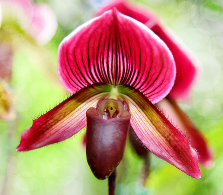 Paphiopedilum orchid fresh beautiful on natural blur backgroundの写真素材