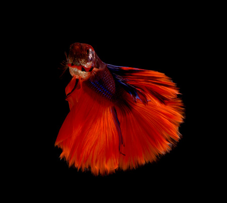 Siamese fighting fish on black backgroundの写真素材