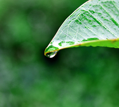 Close up of a water drops on leavesの写真素材