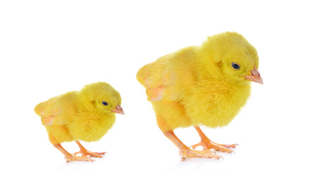 little chicken isolated on the whiteの写真素材