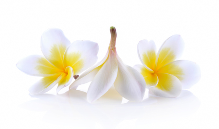 White plumeria rubra flower isolated on White backgroundの写真素材