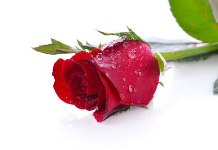 red rose isolated on whiteの写真素材