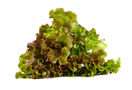 green and red lettuce isolated on white backgroundの写真素材