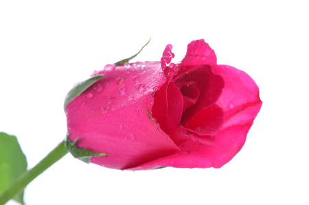 Pink rose for love festival white background.の写真素材