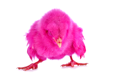 little chicken isolated on the whiteの写真素材