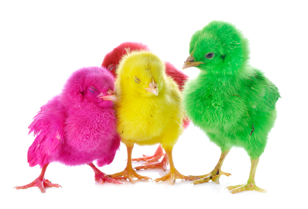chicks in front of white background.の写真素材