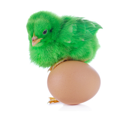 One small green separated chicken and egg. Isolated on white.の写真素材