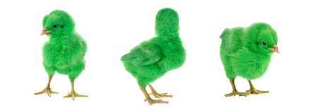 One small green separated chicken and egg. Isolated on white.の写真素材