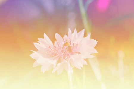 flower with vintage filter unfocusedの写真素材