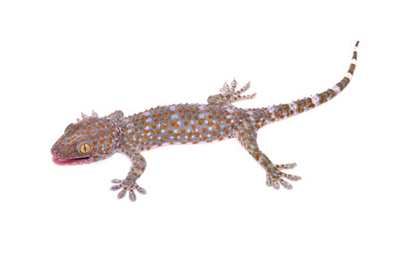  gecko on  white background.の写真素材