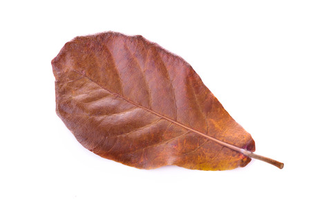 Dry leaves on white backgroundの写真素材