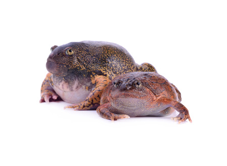 species of bullfrog, probably Rana catesbeianaの写真素材