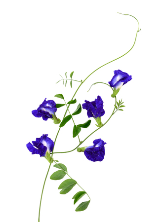 A bunch of beautiful pea flowers on a white background.の写真素材