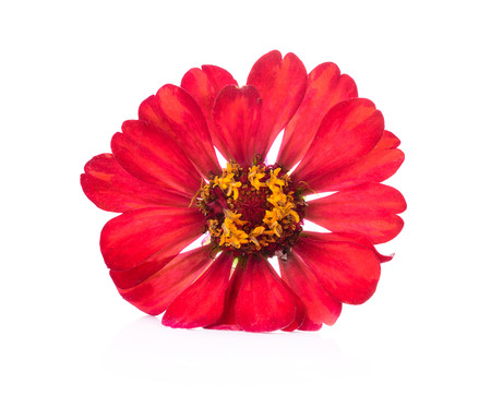 Cosmos colors  flowers  isolated on white backgroundの写真素材