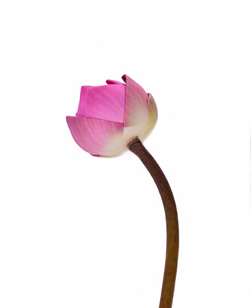 lotus flower isolated on white backgroundの写真素材