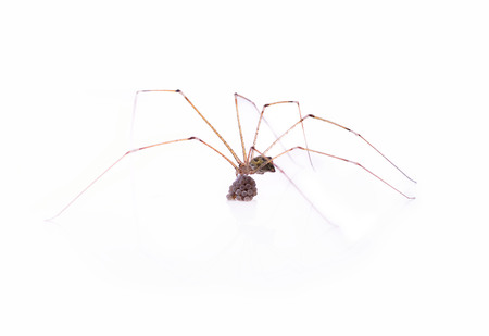 Little spider isolated on white background.