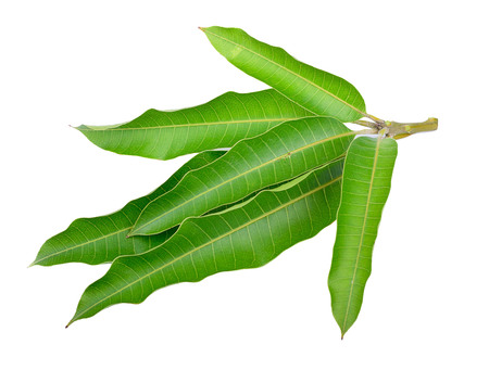 Mango leaves on a white backgroundの写真素材