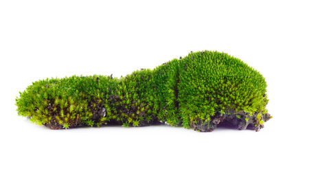 Green moss isolated on white bakgroundの写真素材