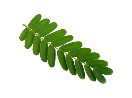 Tamarind leaf  isolated on whiteの写真素材
