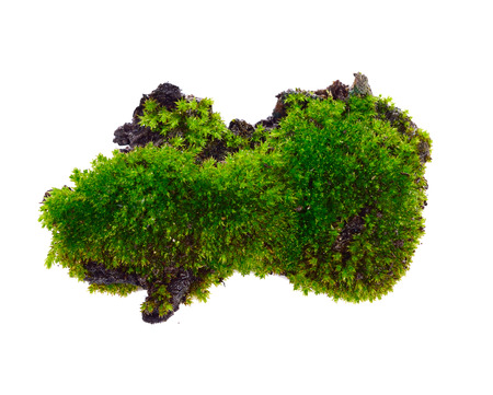 Green moss isolated on white bakgroundの写真素材