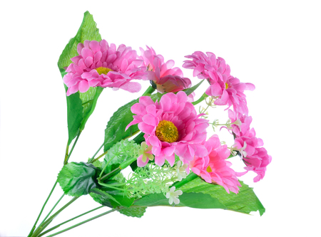 Gerbera flowers that are pink on a white background.の写真素材