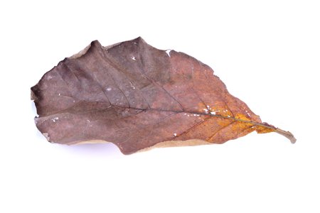 autumn leaves, photographed in the studio on a white backgroundの写真素材