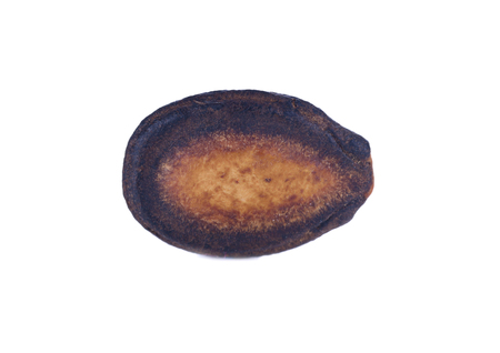 Watermelon Seed black on a white background.の写真素材