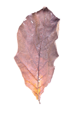 autumn leaves, photographed in the studio on a white backgroundの写真素材