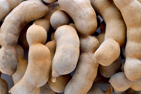 Group of ripe tamarind pods on the wood table.の写真素材
