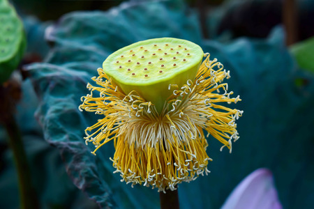 Lotus flower and Lotus flower plantsの写真素材