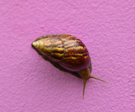 Snail isolated on wall purpleの写真素材