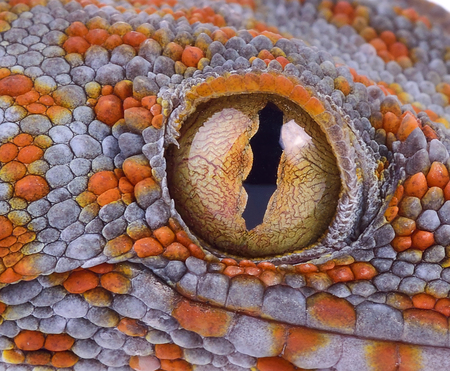 detail of the eye of a beautiful leopard geckoの写真素材