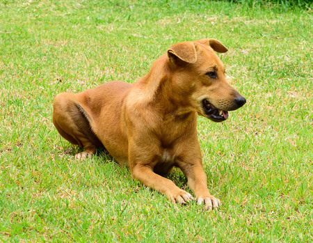cute  dog sitting in grass