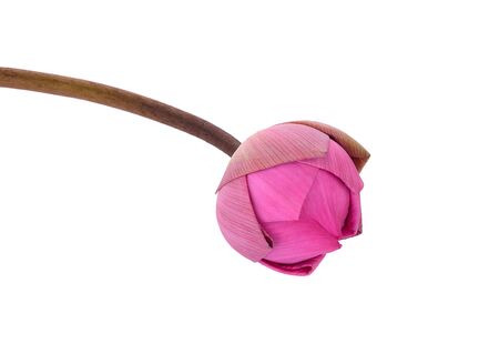 lotus flower isolated on white backgroundの写真素材