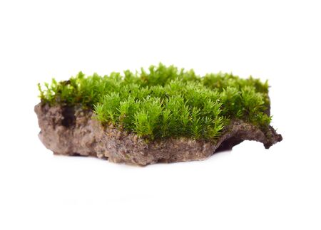 Green moss isolated on white bakgroundの写真素材