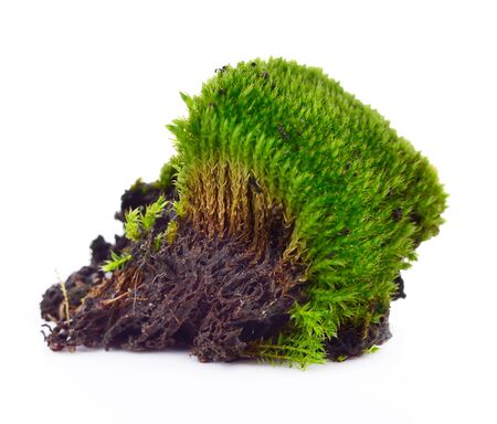 Green moss isolated on white bakgroundの写真素材